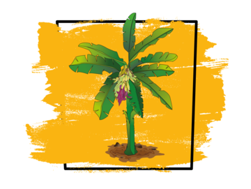 Comprendre le fonctionnement du bananier plantain